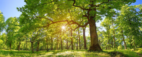 Arbre en cadeau