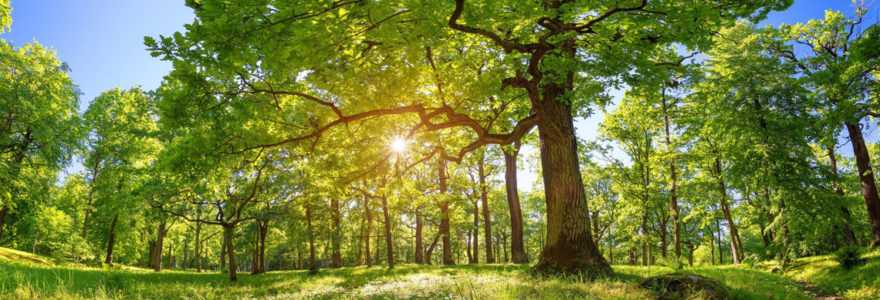 Arbre en cadeau