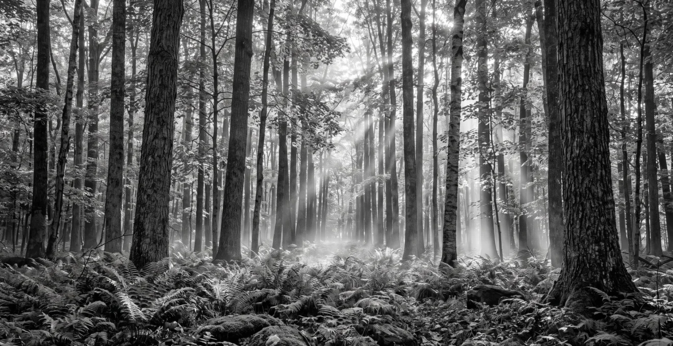 Forêt dense de feuillus avec rayons de lumière matinale filtrant à travers le feuillage, fougères vertes au premier plan et brume légère au sol